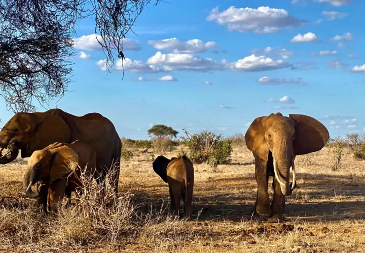 Kenia safari: Które rezerwaty wybrać? Przewodnik po dzikiej Afryce