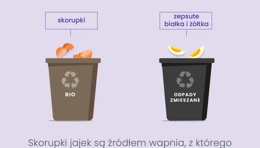 Wytłaczanki na jajka: gdzie wyrzucić? Papier, plastik, styropian