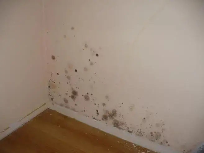 kurz w domu, pleśń w domu, wilgoć na ścianie